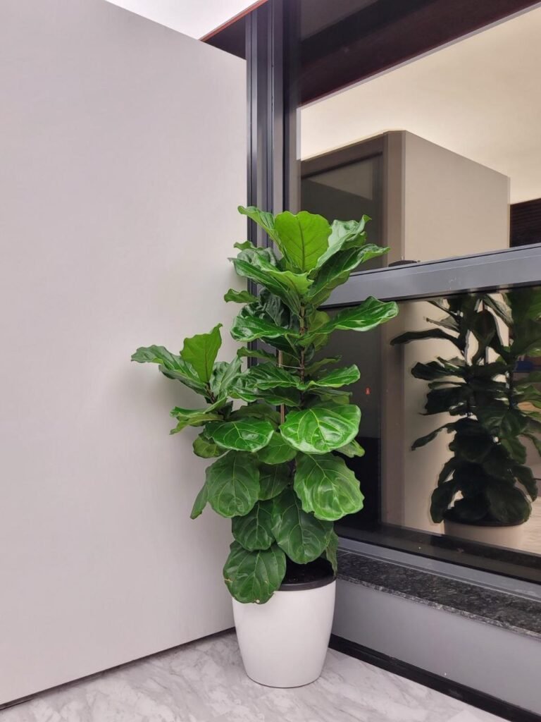 Rented office plants arranged in a Pune workspace by Alpine Greens