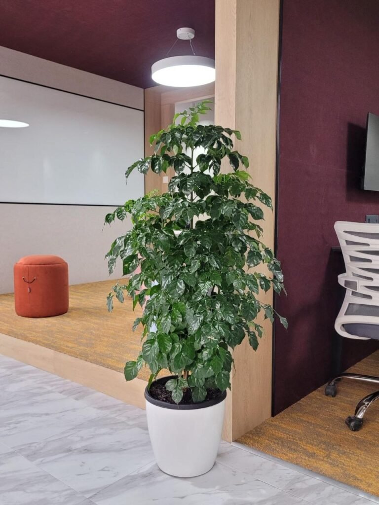Green office interior with rented indoor plants in Pune