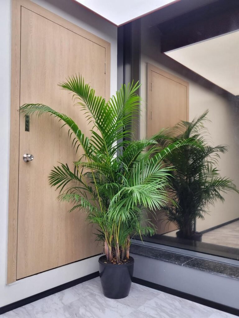 Low-maintenance indoor plants installed in a Pune office
