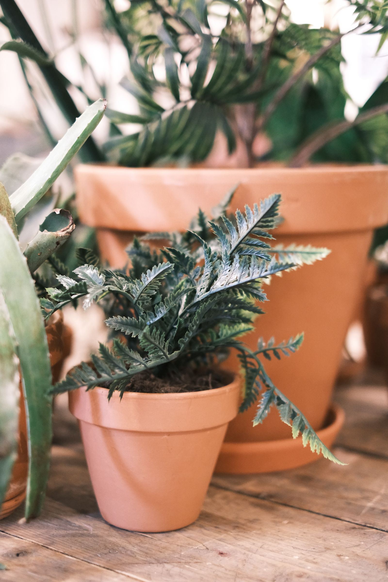 Collection of small potted plants prepared for bulk corporate gifting with PAN India delivery