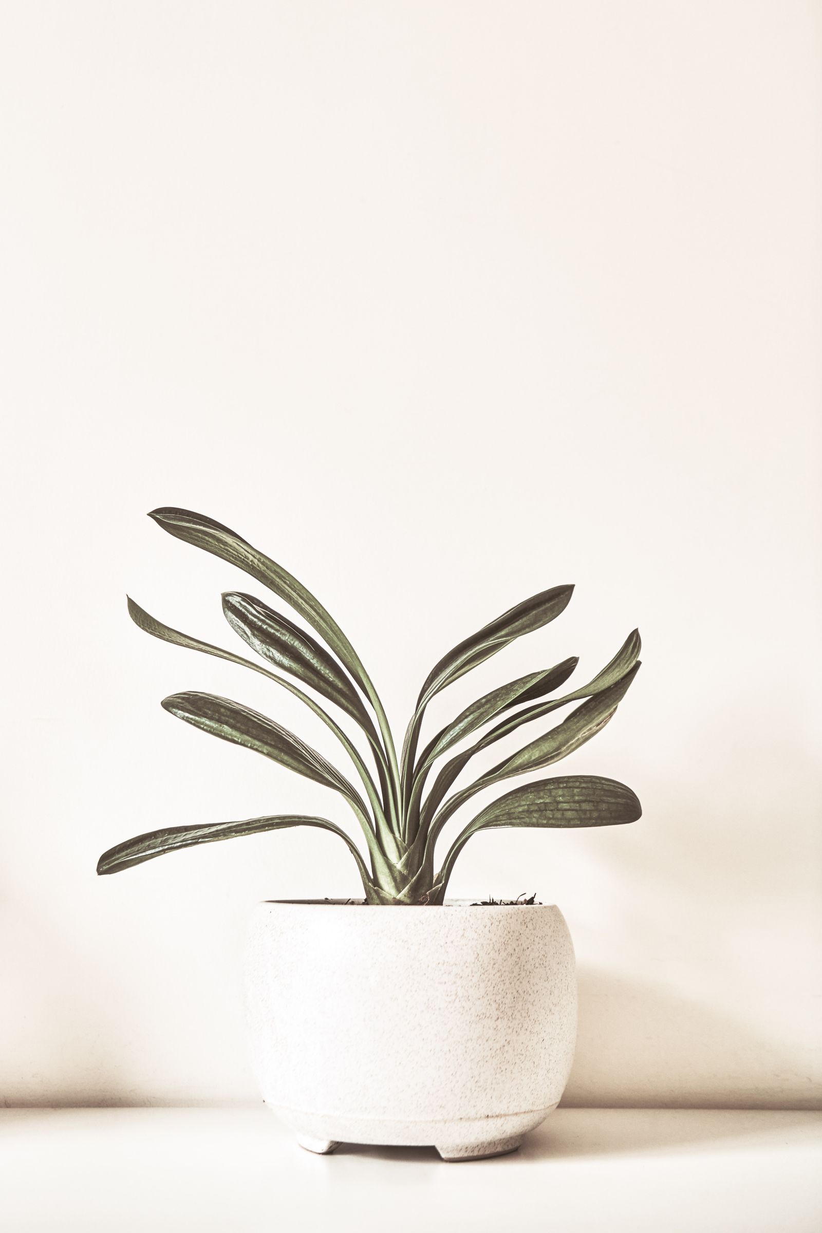Minimalist desk plant in a white pot — employee gifting option from Alpine Greens