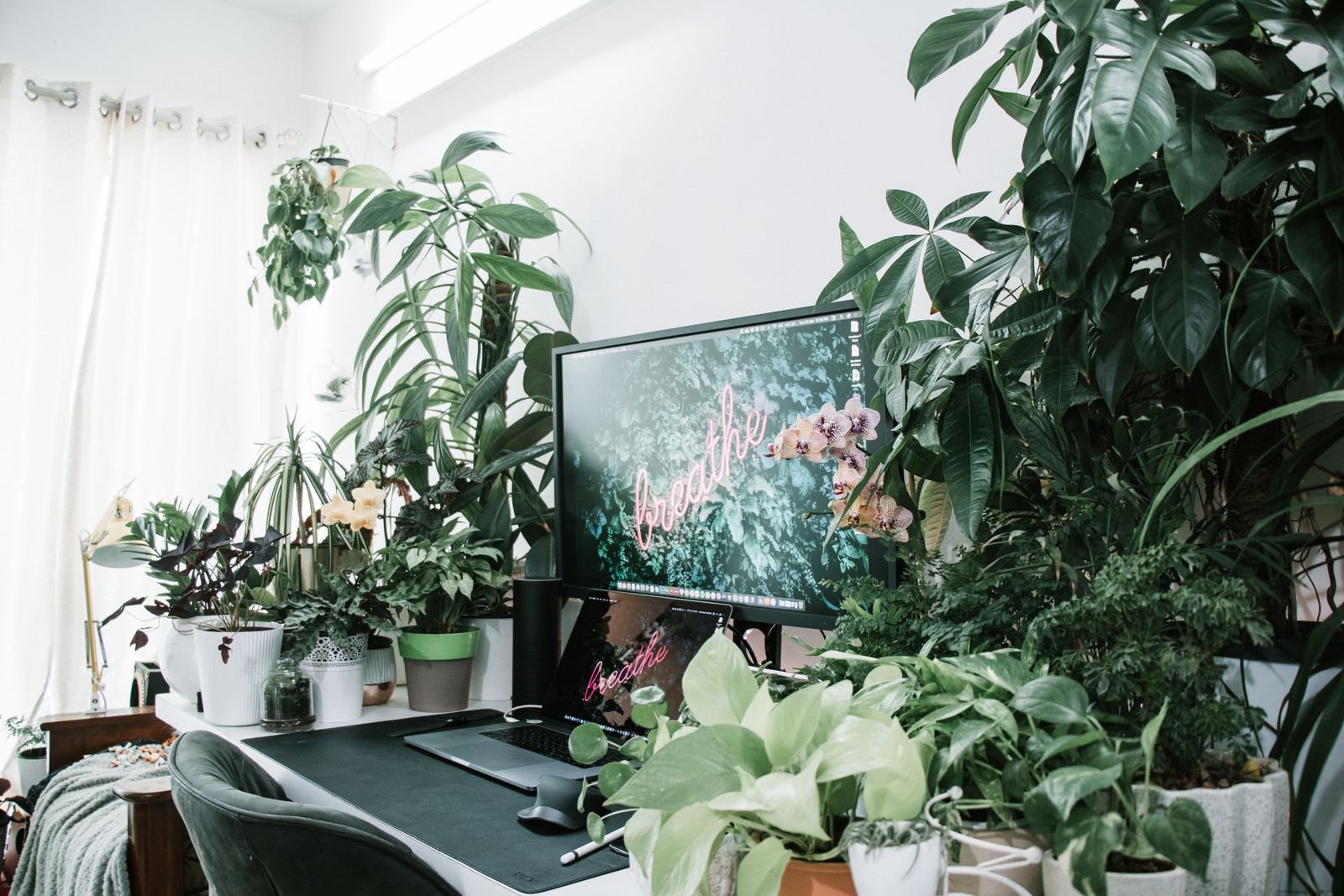 Healthy indoor rental plants suited to Kothrud homes and clinics