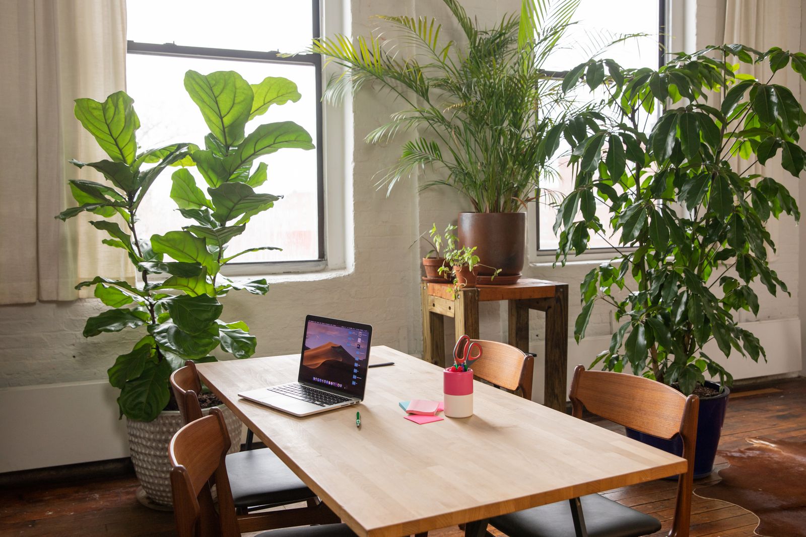 Office plants on rent in Pune — bright workspace with indoor plants by Alpine Greens