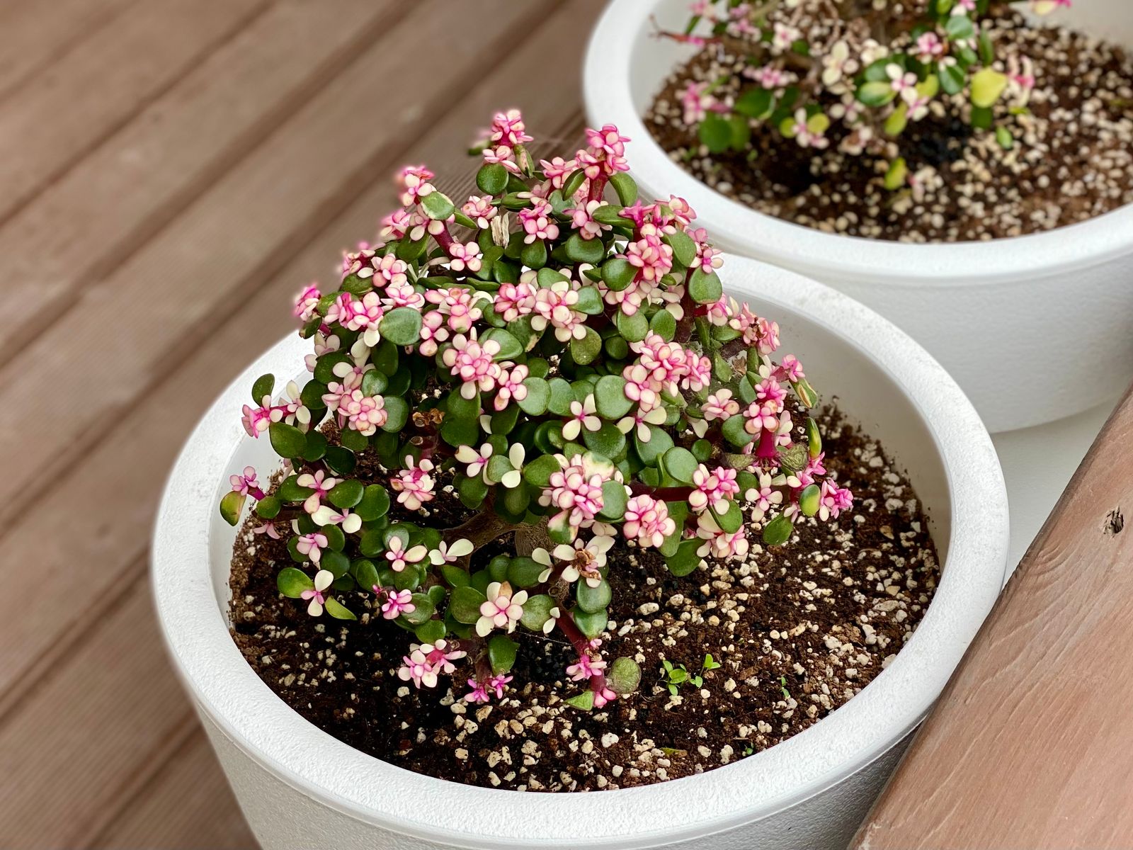 Premium jade plant gift in an elegant white planter — corporate plant gifting by Alpine Greens